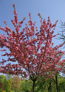 Frühlingsblüten am Stadtgraben